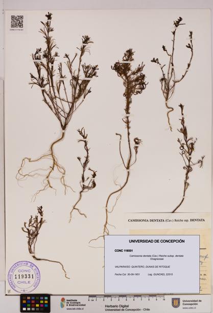 Camissonia dentata [Espécimen: UDEC:CONC:0119331]