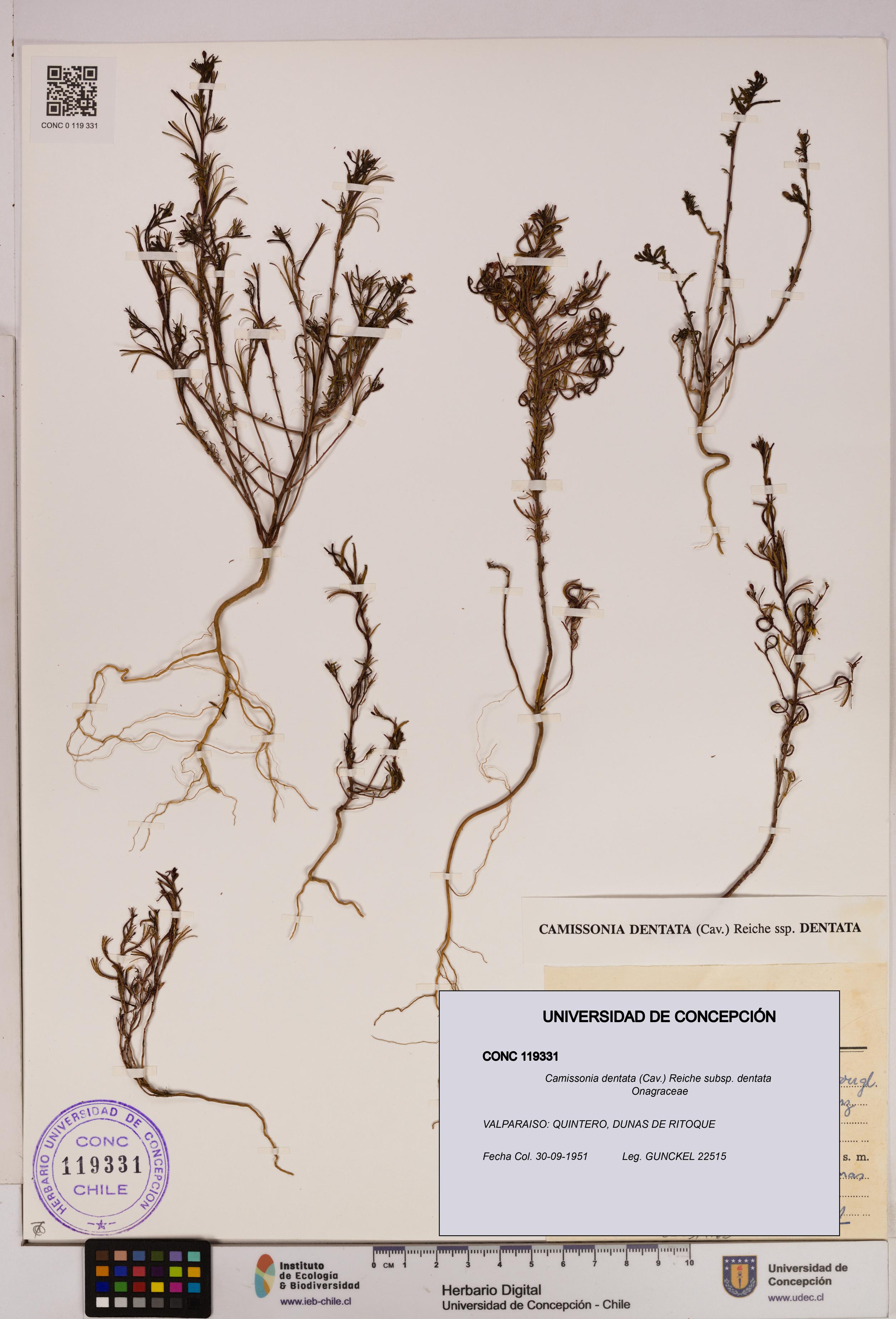 Camissonia dentata [Espécimen: UDEC:CONC:0119331]