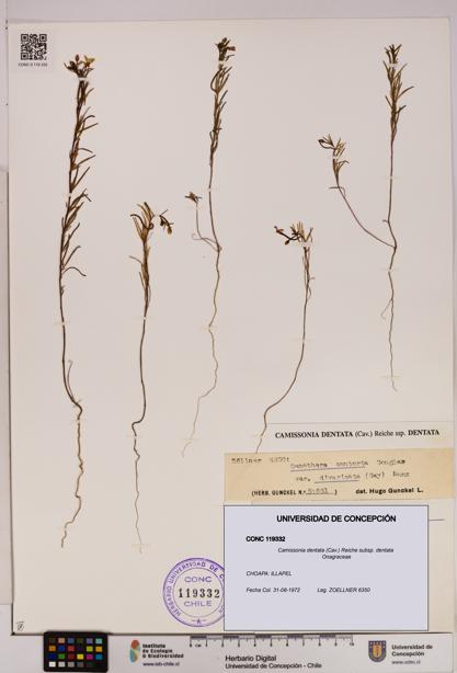 Camissonia dentata subsp. dentata [Espécimen: UDEC:CONC:0119332]