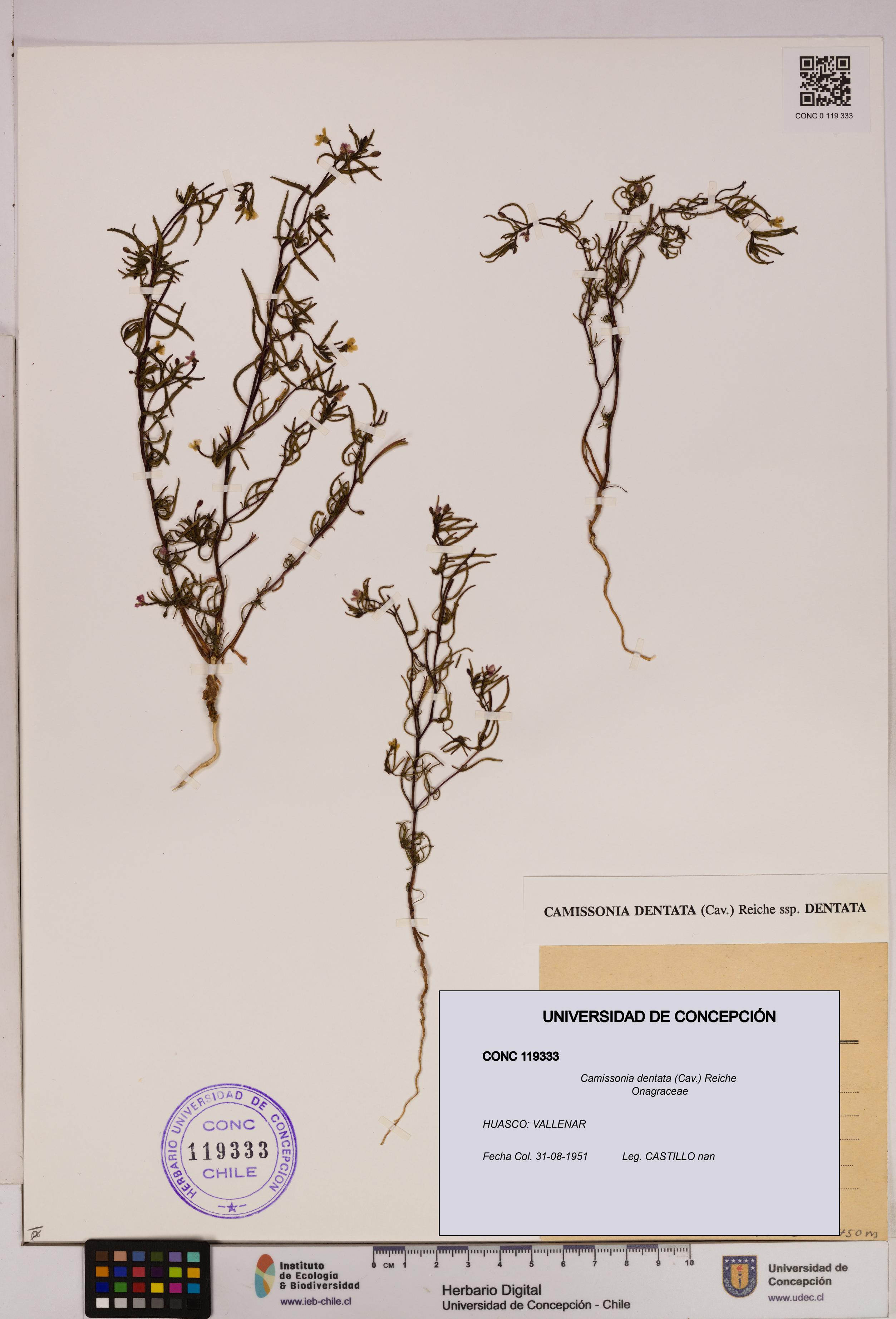 Camissonia dentata [Espécimen: UDEC:CONC:0119333]