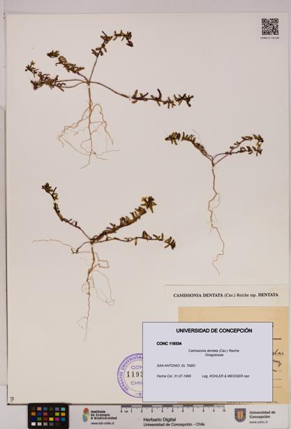 Camissonia dentata [Espécimen: UDEC:CONC:0119334]