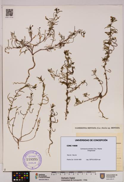 Camissonia dentata [Espécimen: UDEC:CONC:0119335]
