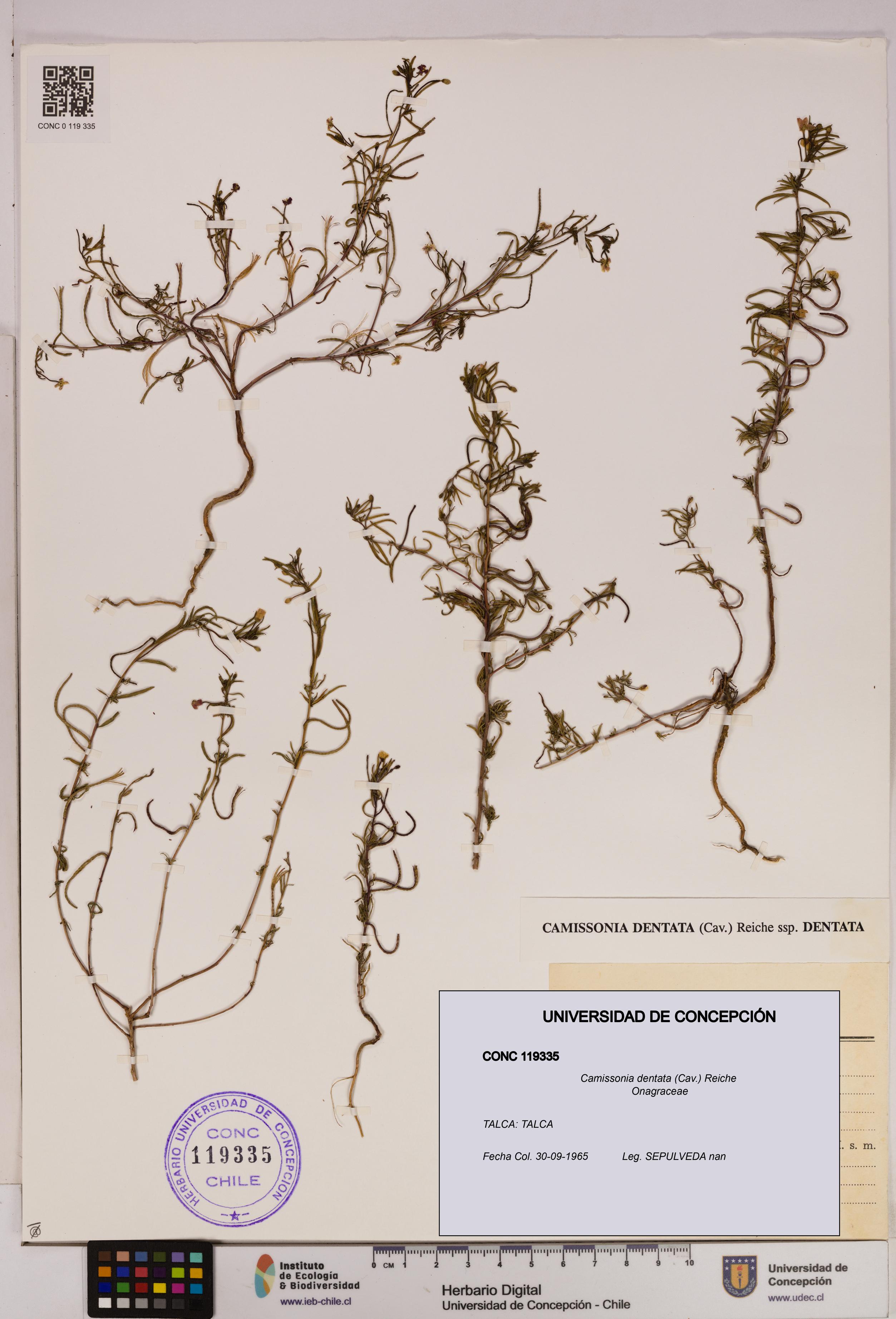 Camissonia dentata [Espécimen: UDEC:CONC:0119335]