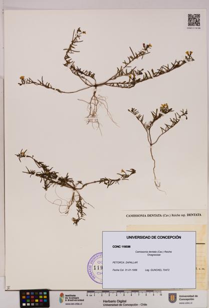 Camissonia dentata [Espécimen: UDEC:CONC:0119336]