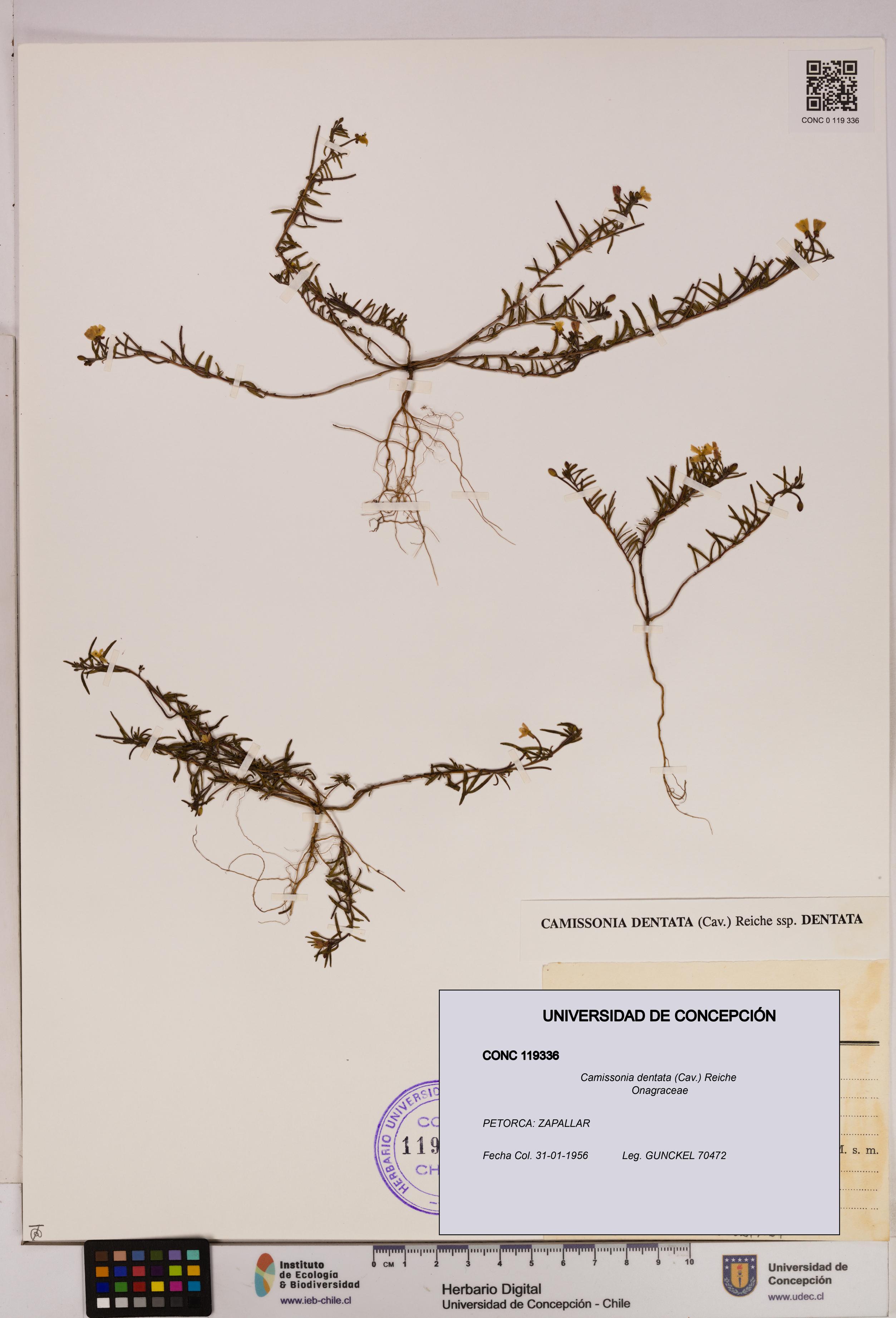Camissonia dentata [Espécimen: UDEC:CONC:0119336]