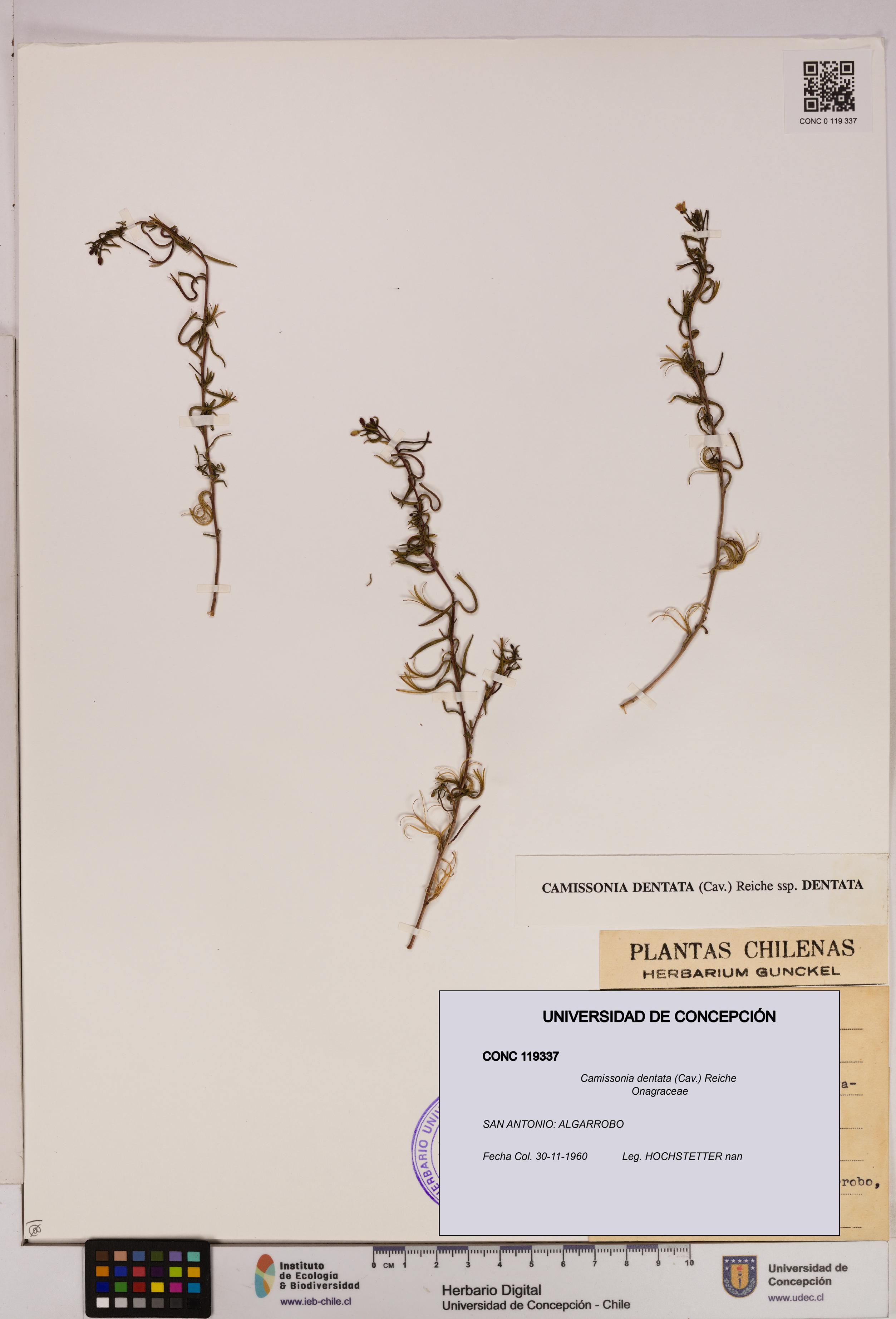 Camissonia dentata [Espécimen: UDEC:CONC:0119337]