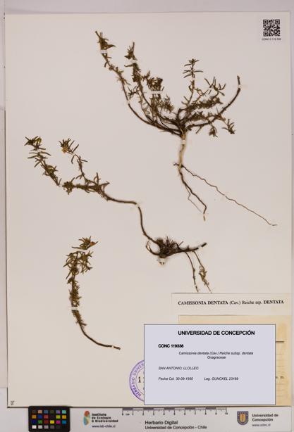 Camissonia dentata [Espécimen: UDEC:CONC:0119338]