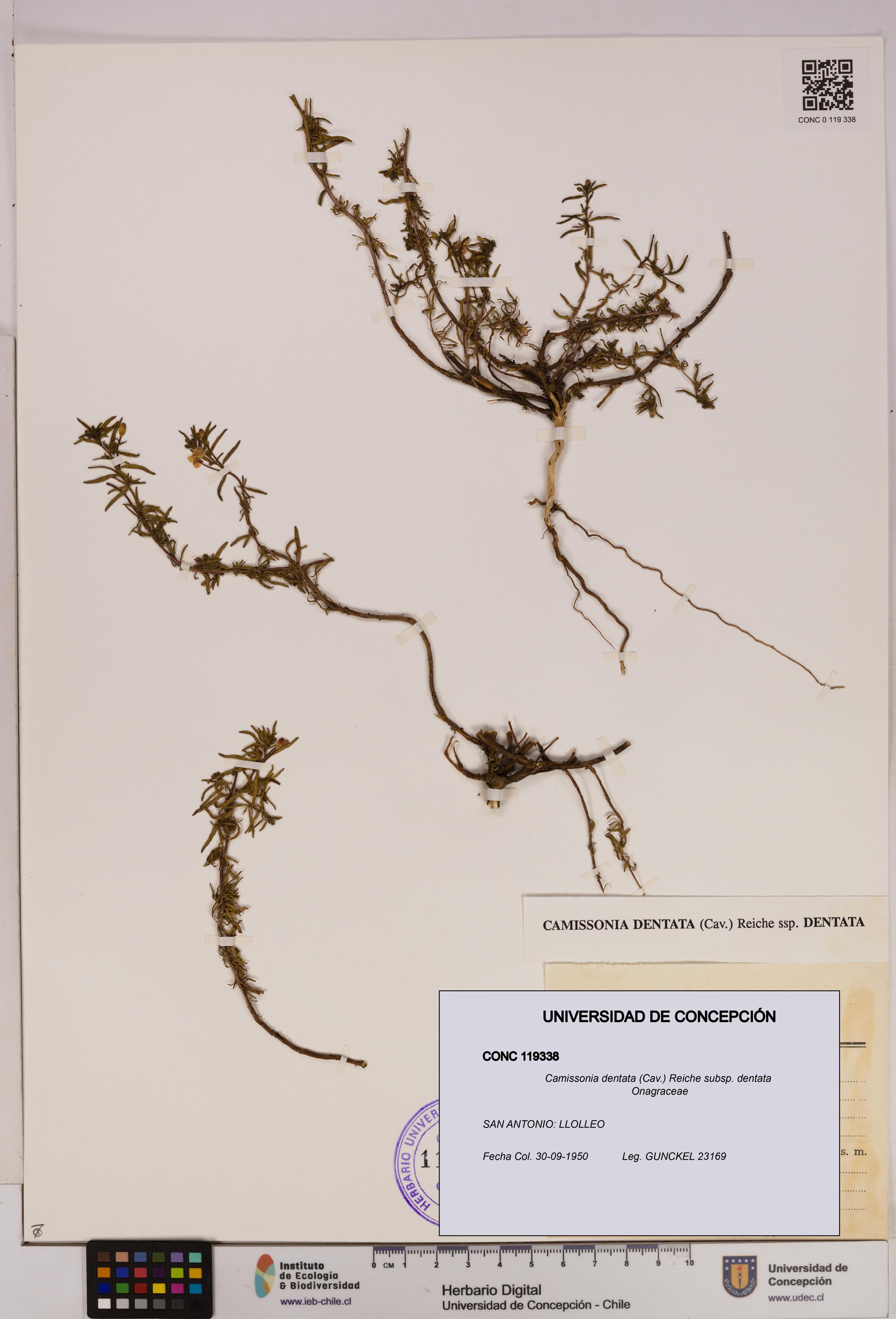Camissonia dentata [Espécimen: UDEC:CONC:0119338]