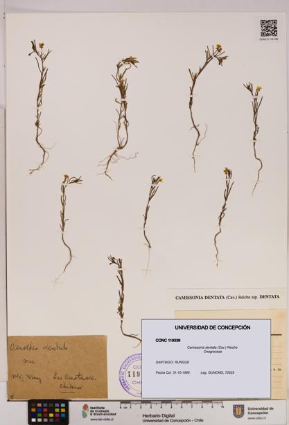Camissonia dentata [Espécimen: UDEC:CONC:0119339]