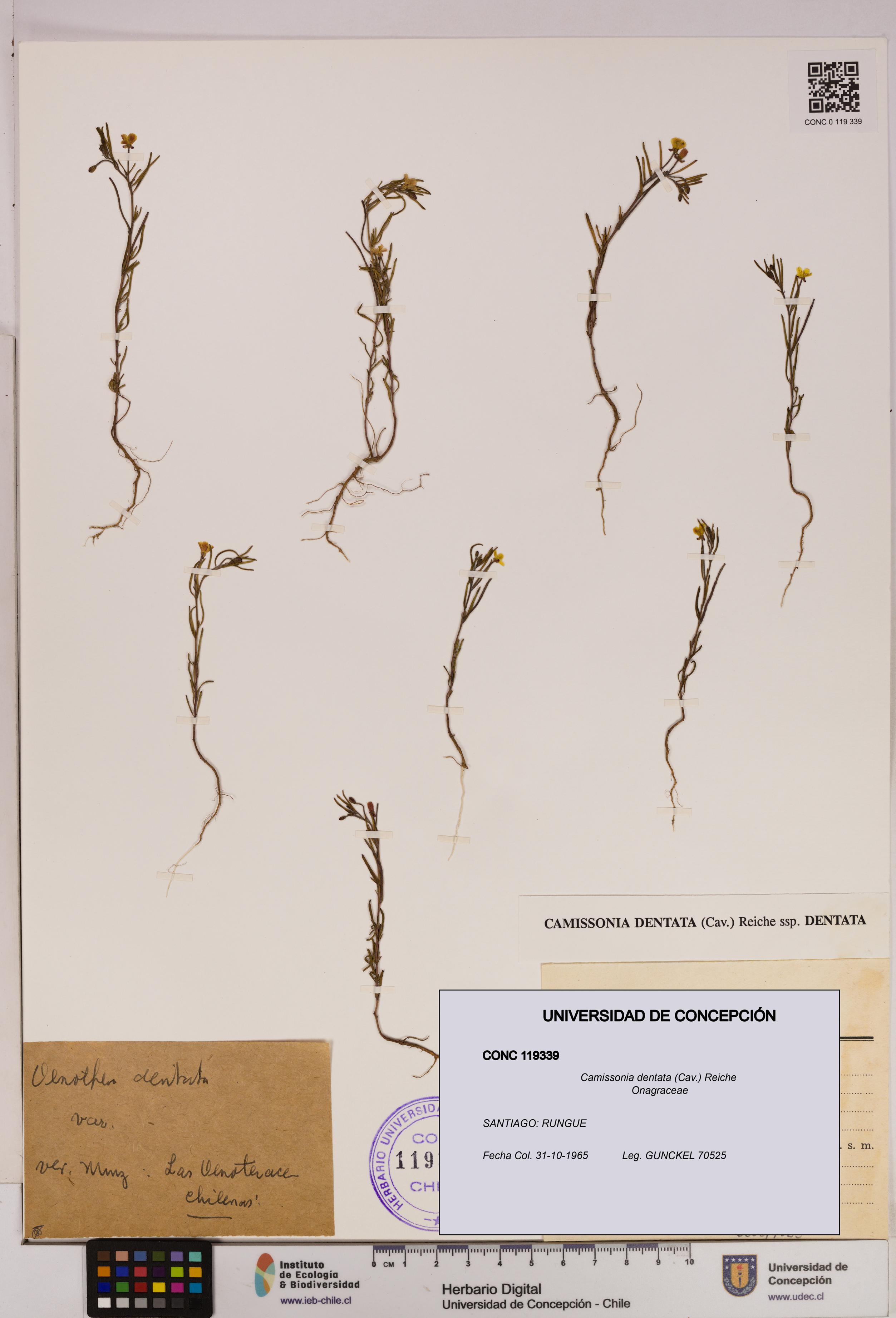 Camissonia dentata [Espécimen: UDEC:CONC:0119339]
