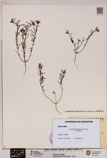 Camissonia dentata [Espécimen: UDEC:CONC:0119340]