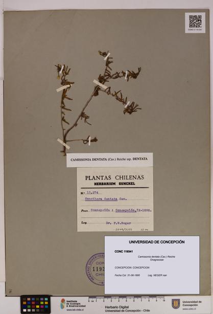 Camissonia dentata [Espécimen: UDEC:CONC:0119341]
