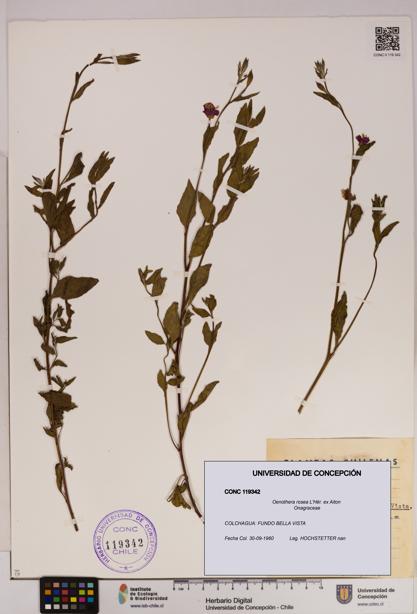 Oenothera rosea [Espécimen: UDEC:CONC:0119342]