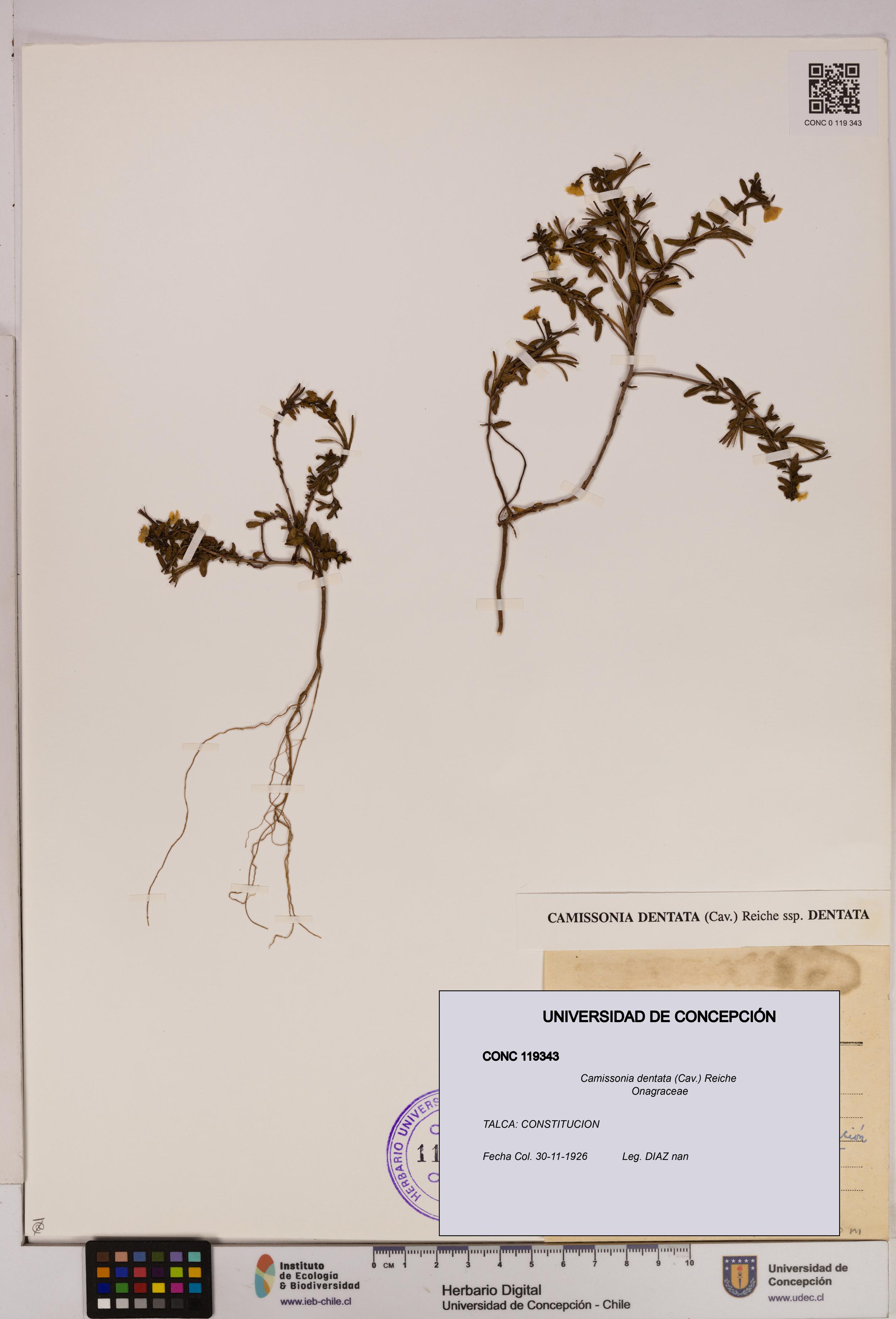 Camissonia dentata [Espécimen: UDEC:CONC:0119343]