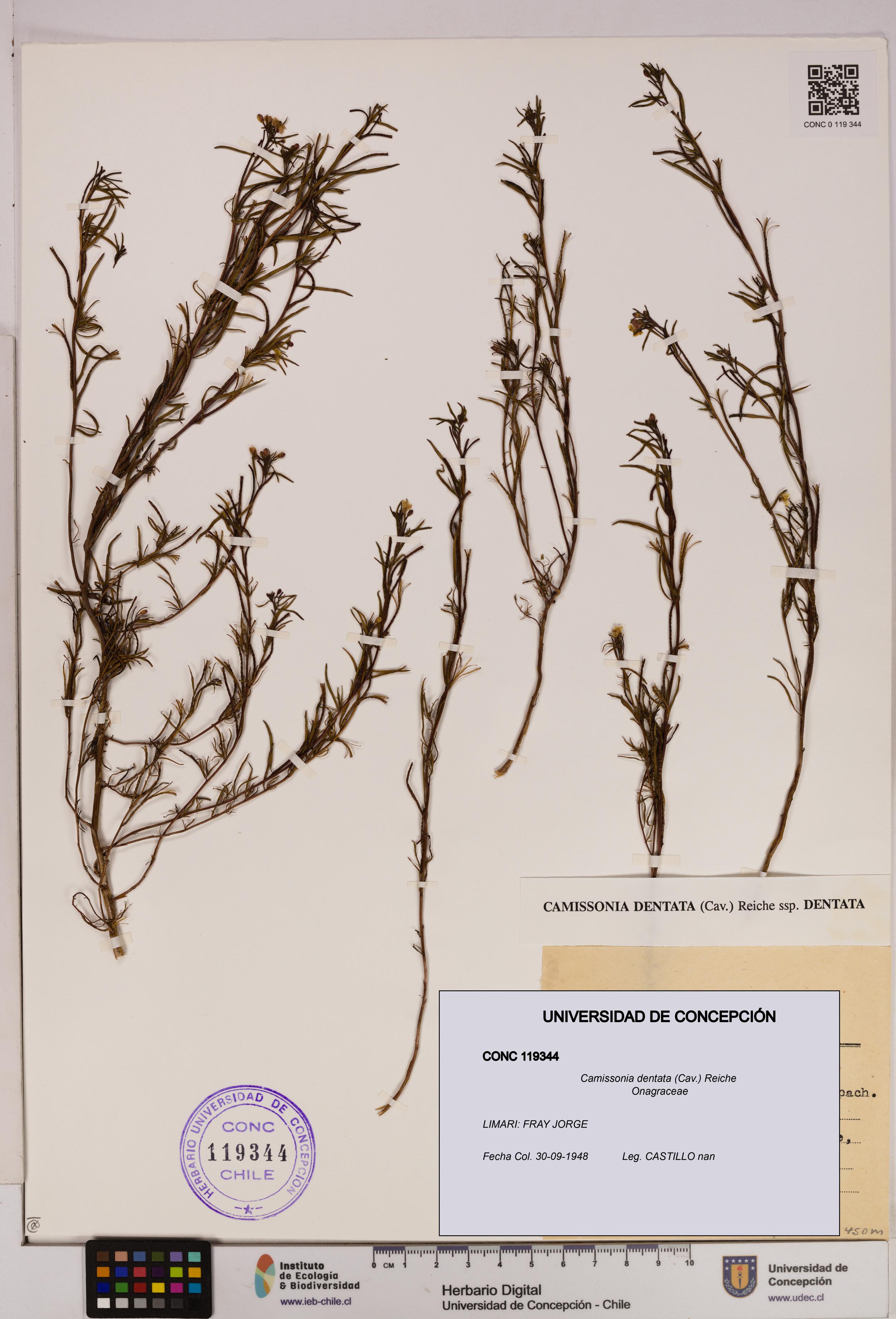 Camissonia dentata [Espécimen: UDEC:CONC:0119344]