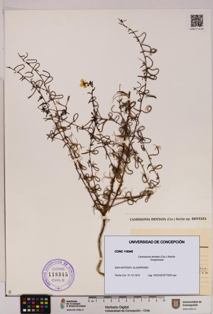 Camissonia dentata [Espécimen: UDEC:CONC:0119345]