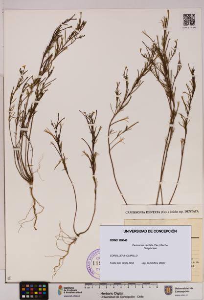 Camissonia dentata [Espécimen: UDEC:CONC:0119346]