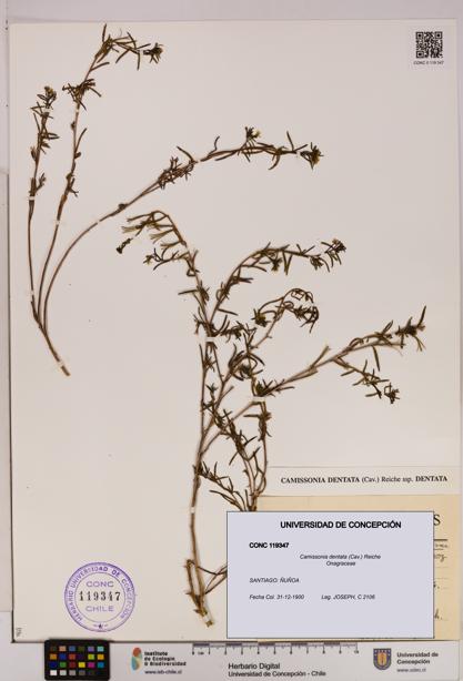 Camissonia dentata [Espécimen: UDEC:CONC:0119347]