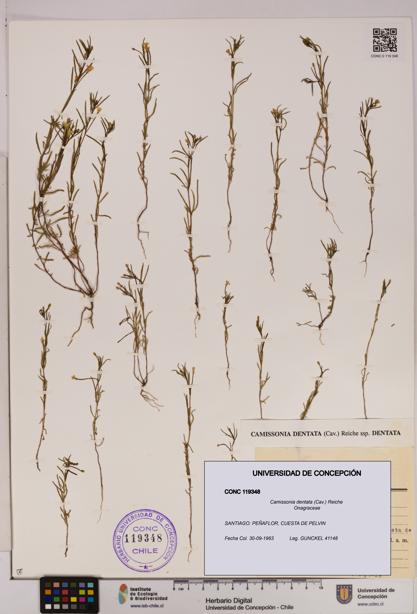 Camissonia dentata [Espécimen: UDEC:CONC:0119348]