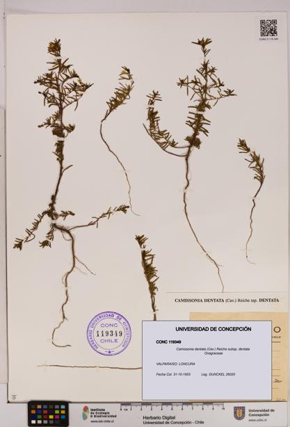 Camissonia dentata [Espécimen: UDEC:CONC:0119349]