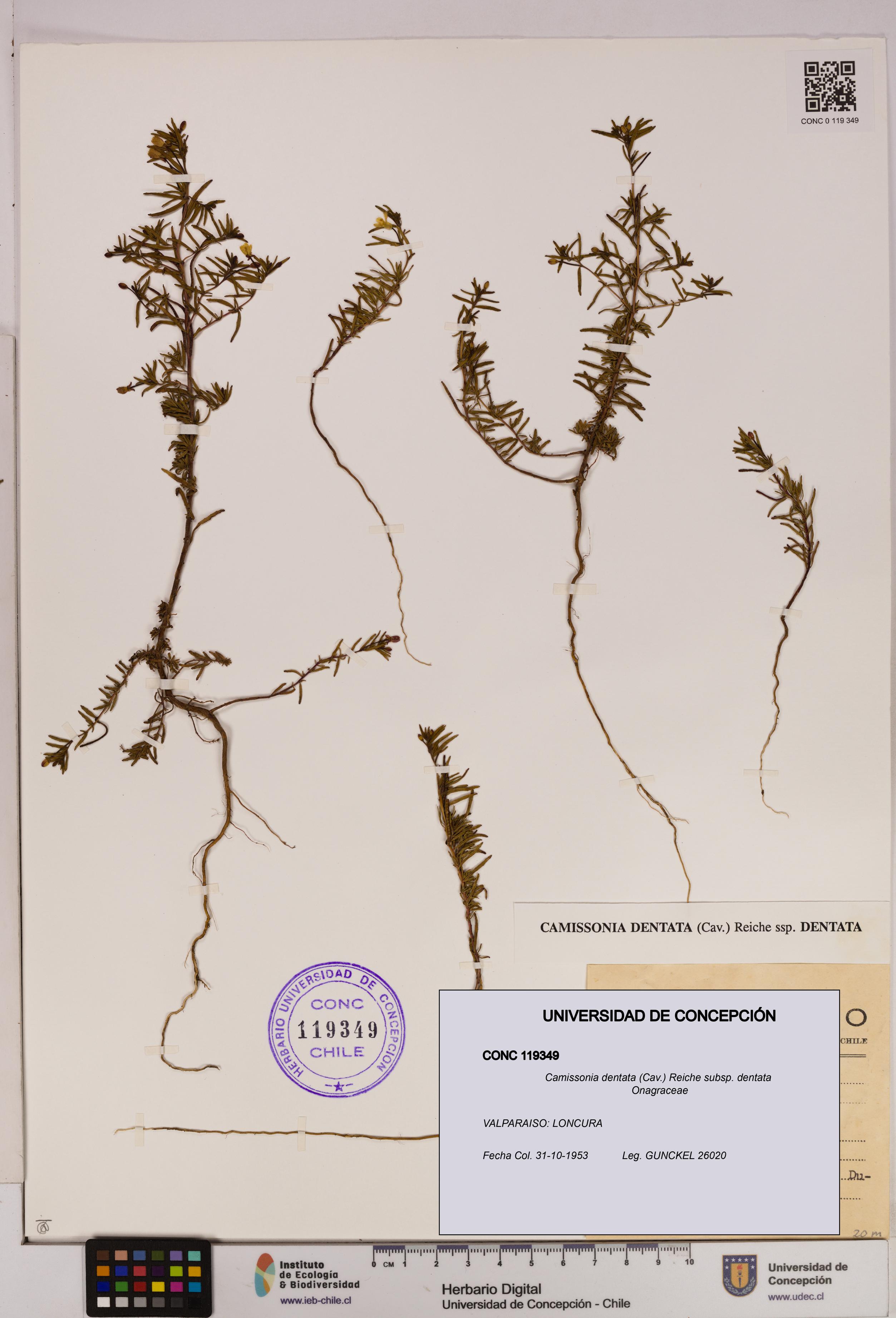 Camissonia dentata [Espécimen: UDEC:CONC:0119349]