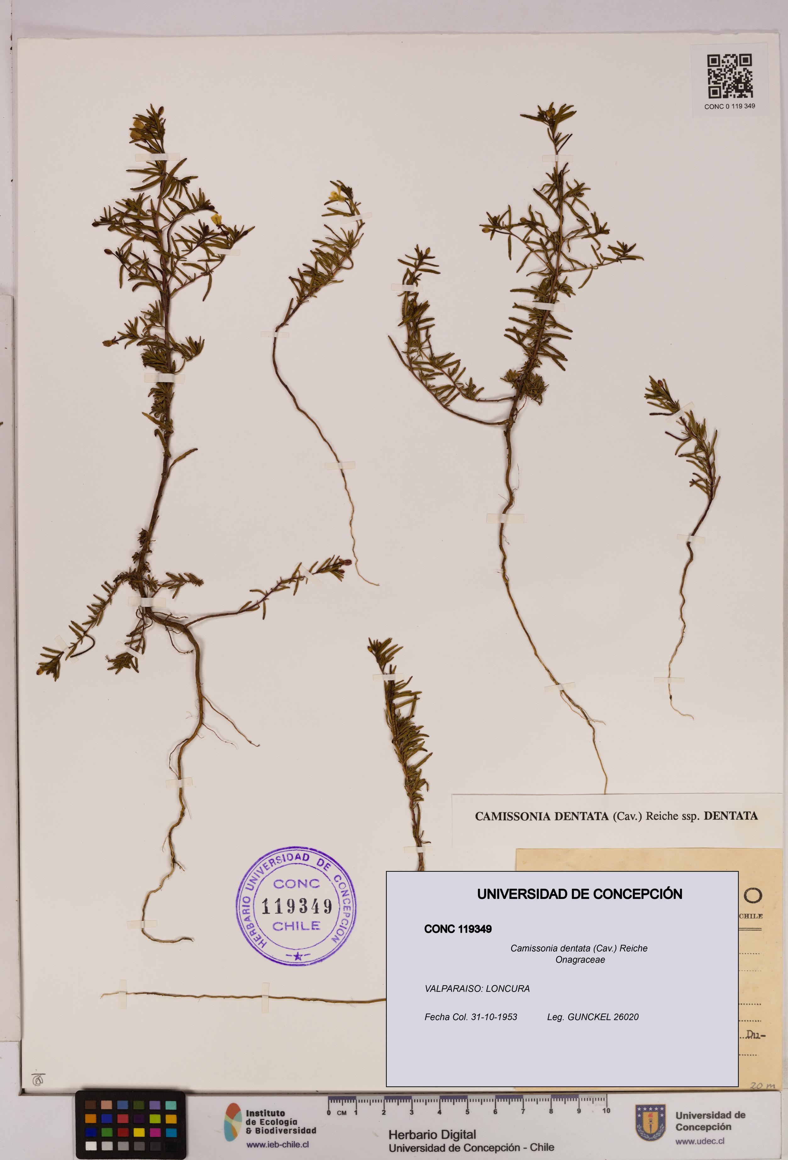 Camissonia dentata [Espécimen: UDEC:CONC:0119349]