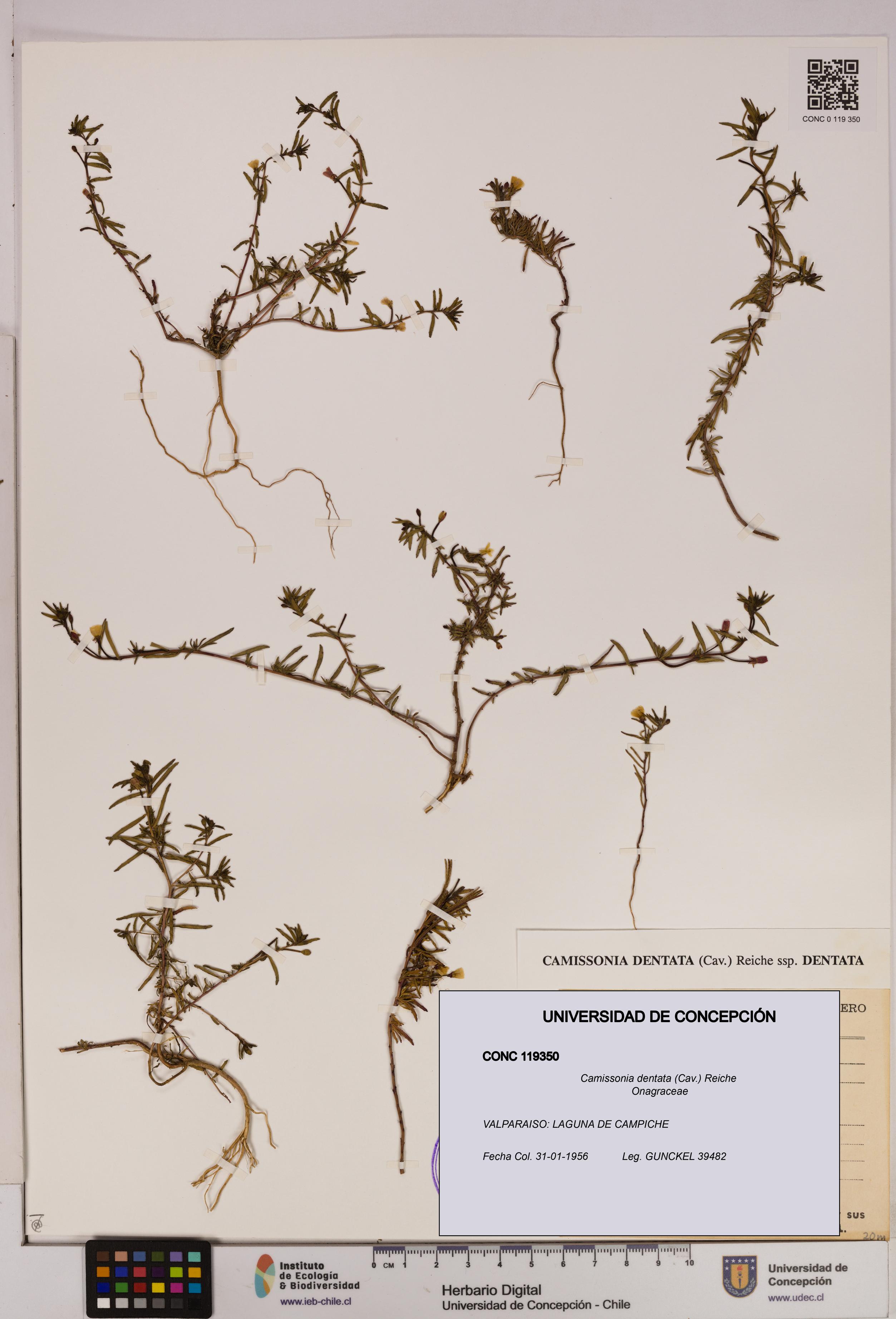 Camissonia dentata [Espécimen: UDEC:CONC:0119350]