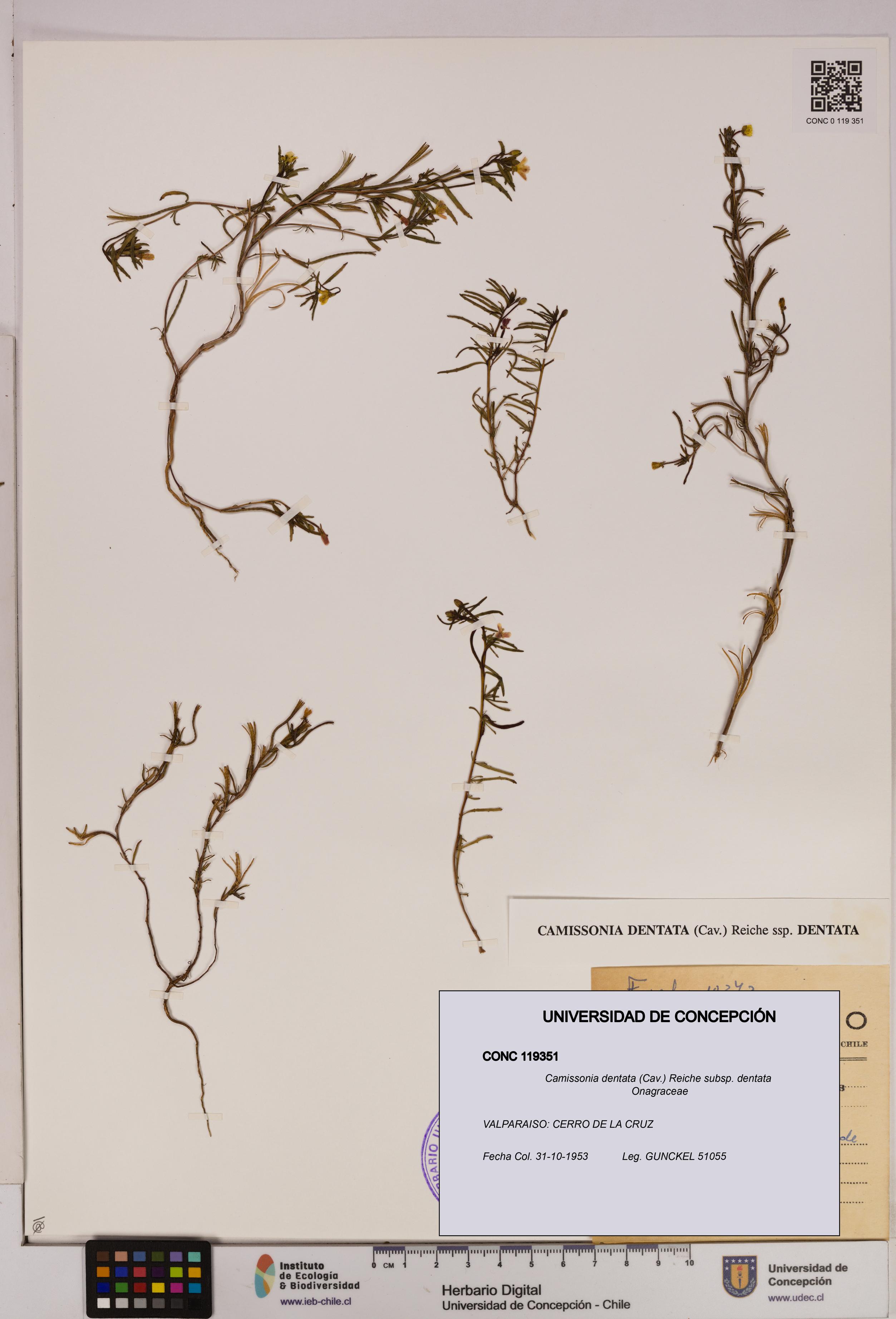 Camissonia dentata [Espécimen: UDEC:CONC:0119351]
