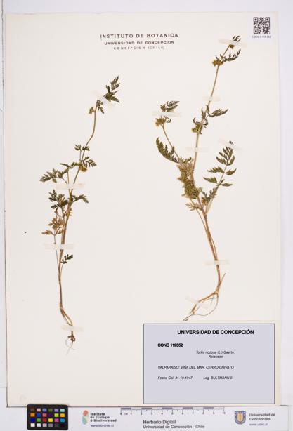 Torilis nodosa [Espécimen: ]