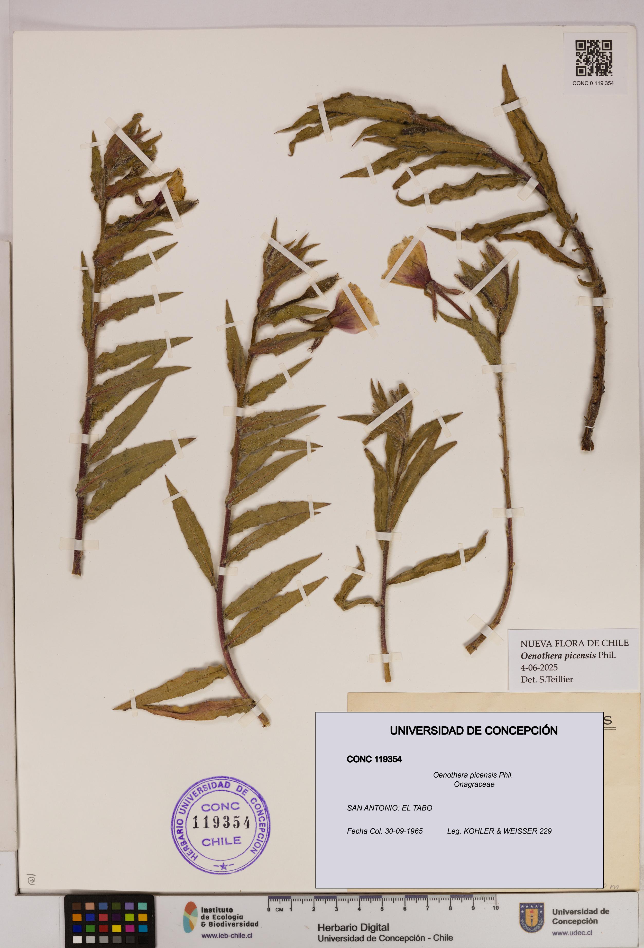 Oenothera picensis [Espécimen: UDEC:CONC:0119354]