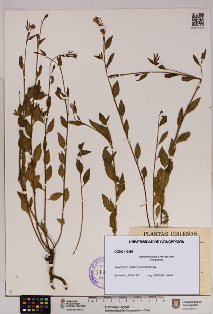 Oenothera rosea [Espécimen: UDEC:CONC:0119355]