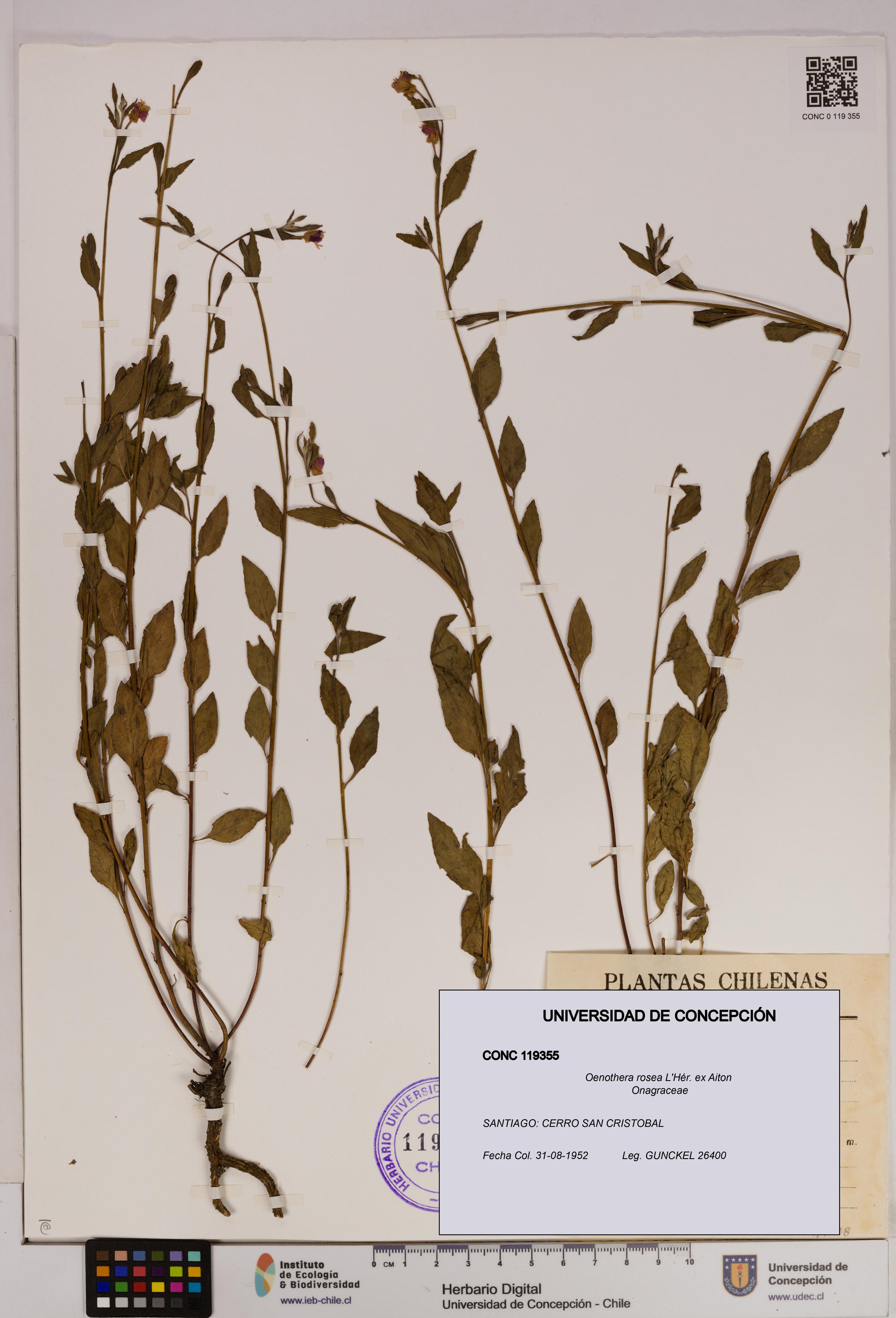 Oenothera rosea [Espécimen: UDEC:CONC:0119355]
