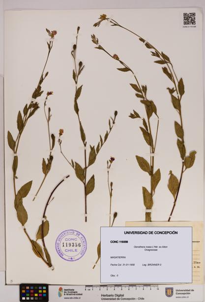 Oenothera rosea [Espécimen: UDEC:CONC:0119356]