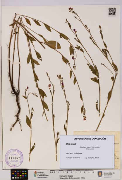 Oenothera rosea [Espécimen: UDEC:CONC:0119357]