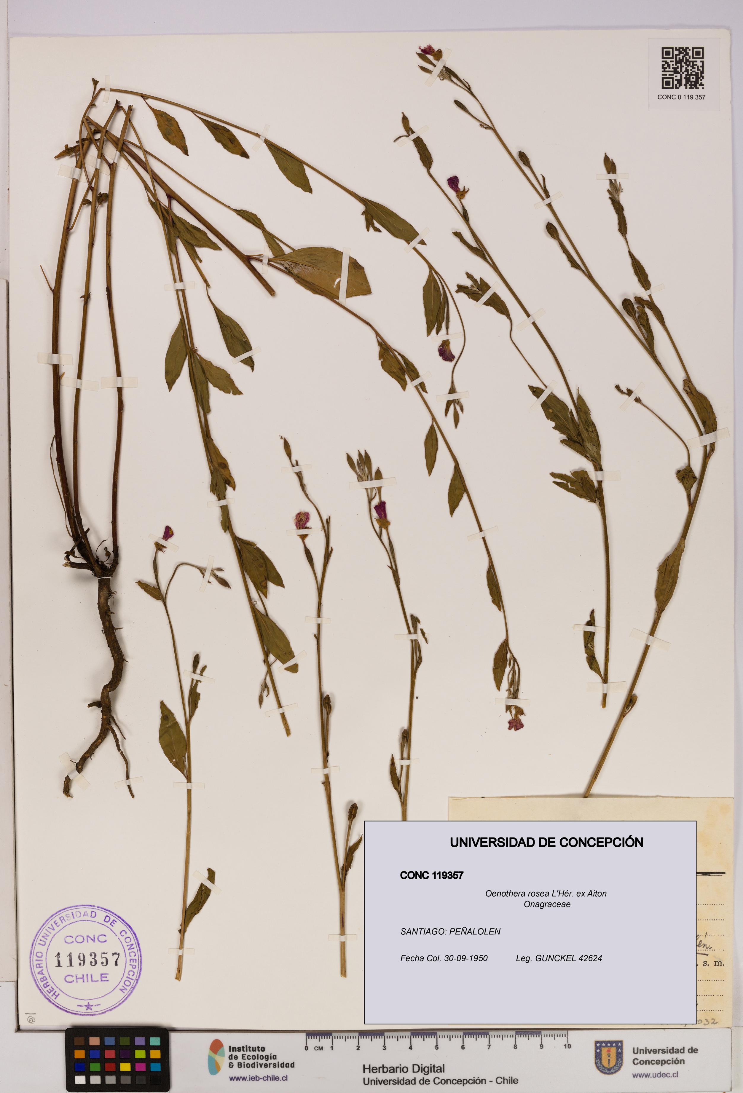 Oenothera rosea [Espécimen: UDEC:CONC:0119357]