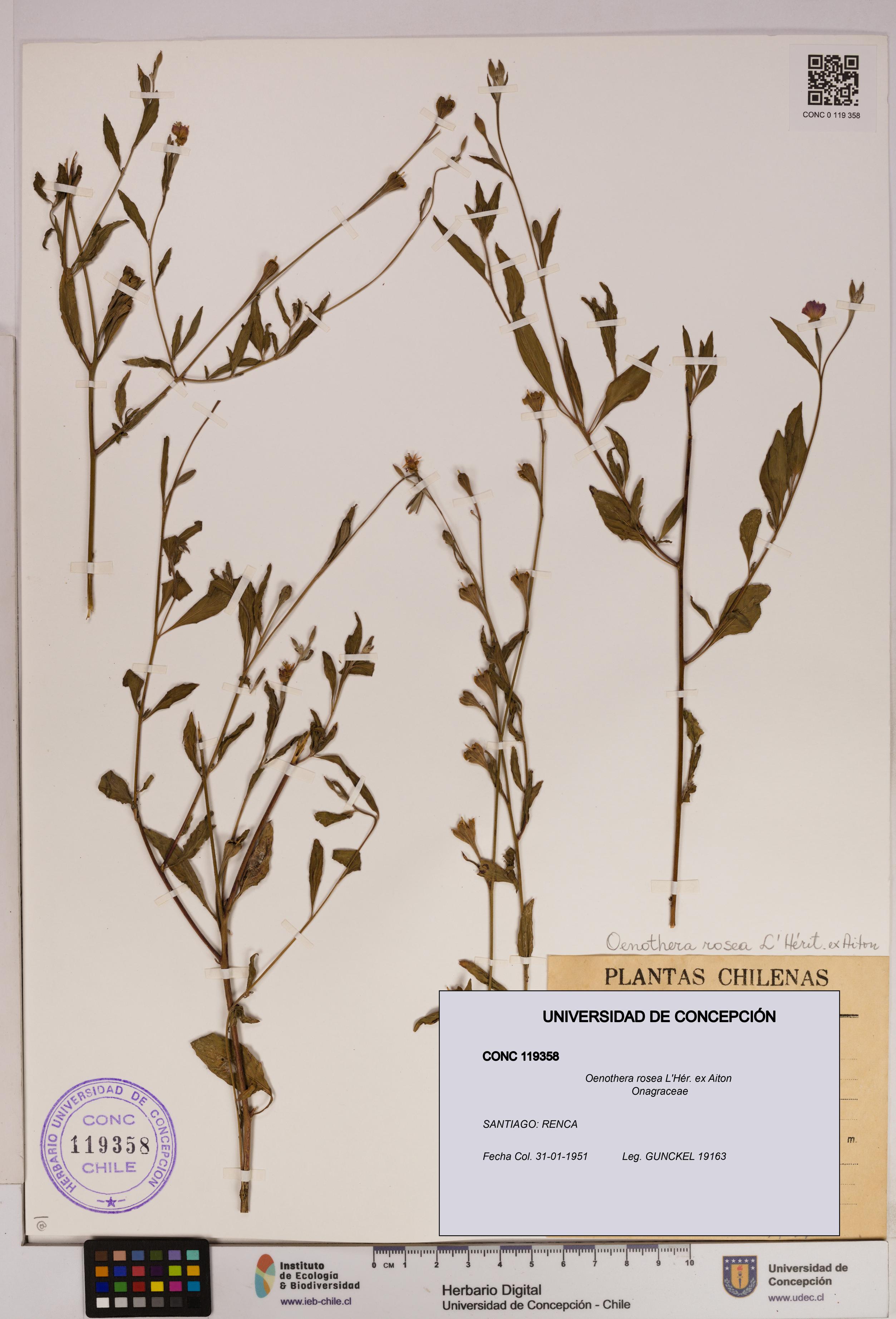 Oenothera rosea [Espécimen: UDEC:CONC:0119358]