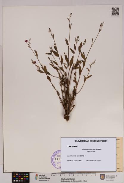 Oenothera rosea [Espécimen: UDEC:CONC:0119359]