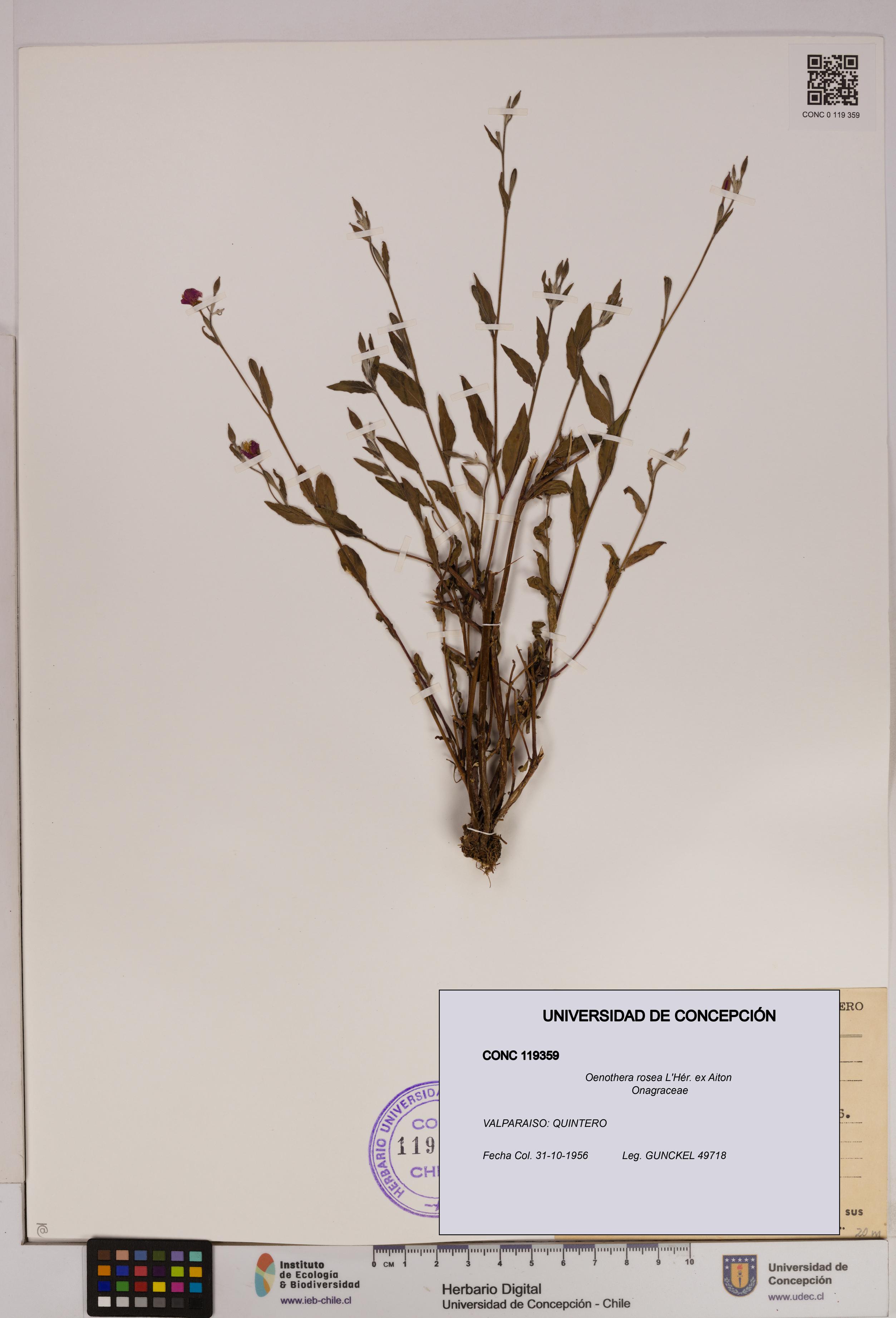 Oenothera rosea [Espécimen: UDEC:CONC:0119359]
