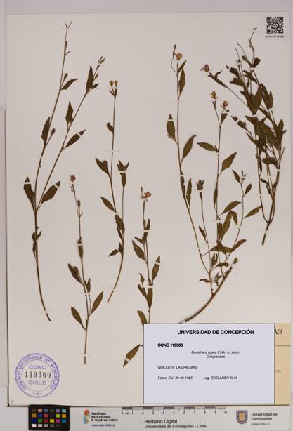 Oenothera rosea [Espécimen: UDEC:CONC:0119360]