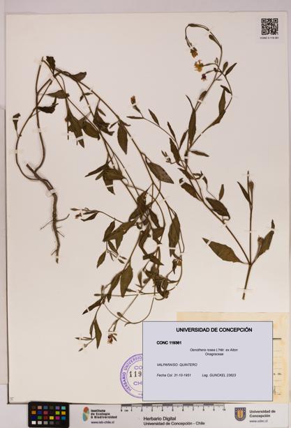 Oenothera rosea [Espécimen: UDEC:CONC:0119361]