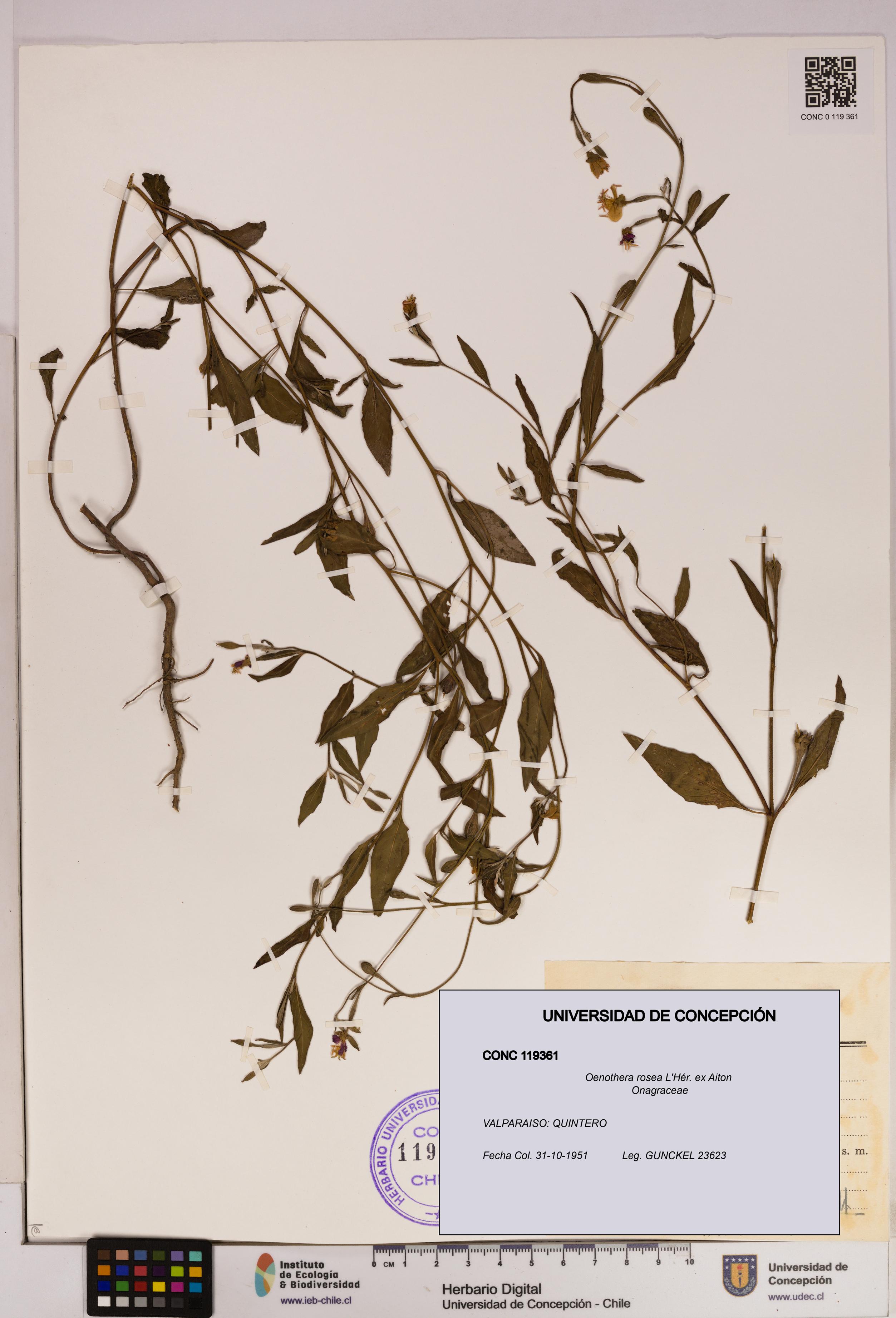 Oenothera rosea [Espécimen: UDEC:CONC:0119361]