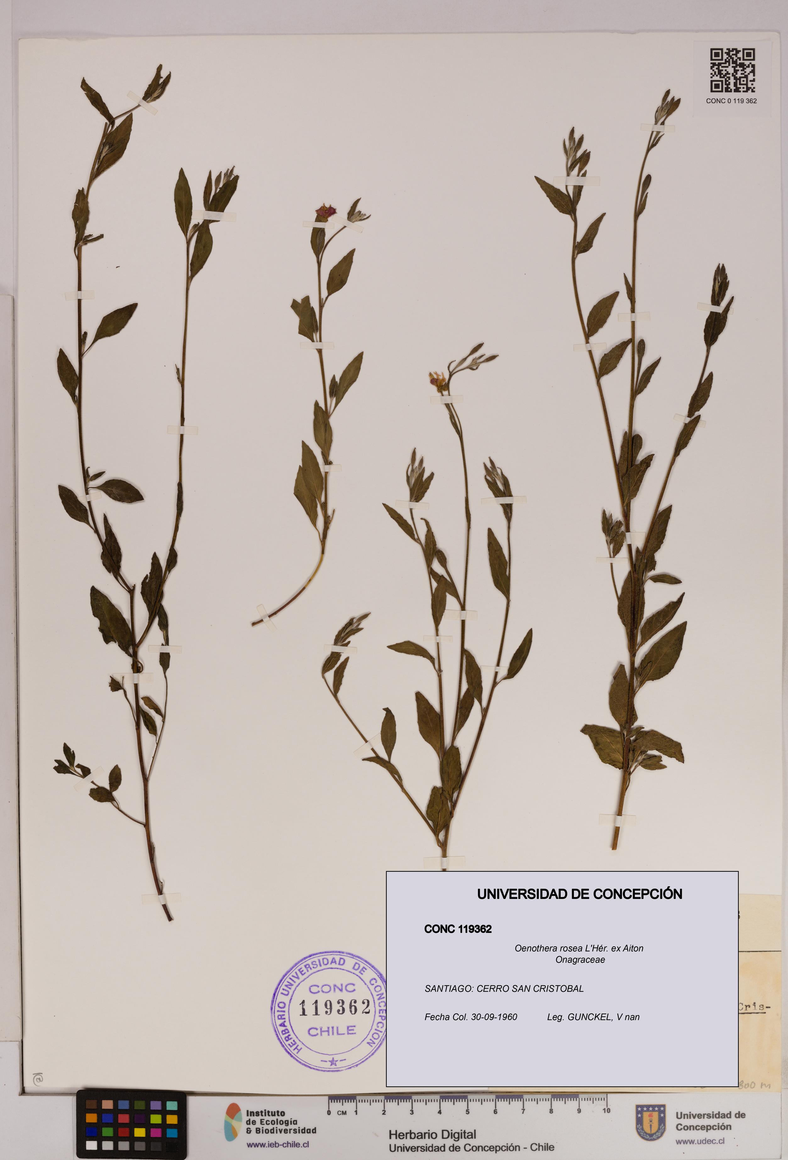 Oenothera rosea [Espécimen: UDEC:CONC:0119362]