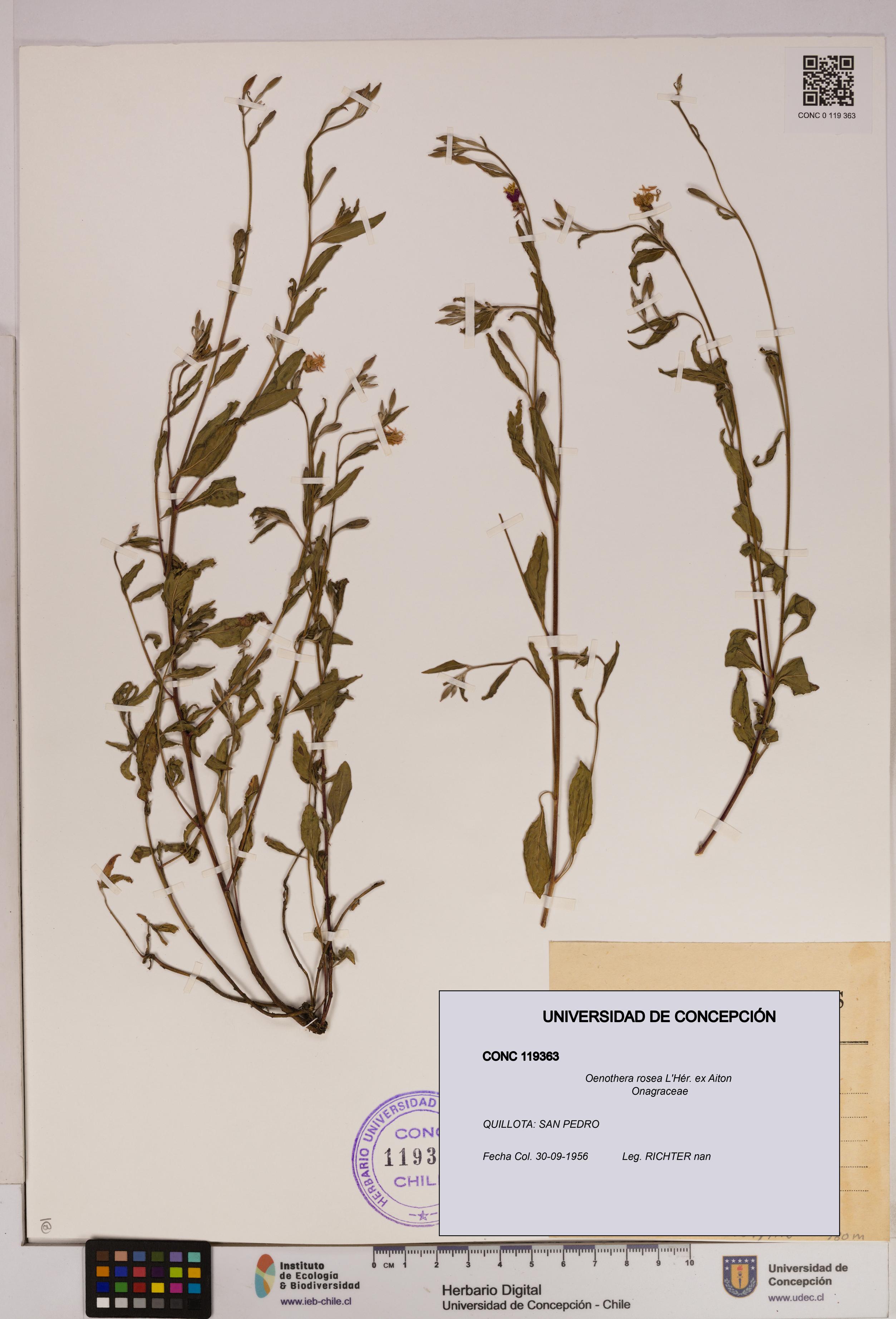 Oenothera rosea [Espécimen: UDEC:CONC:0119363]