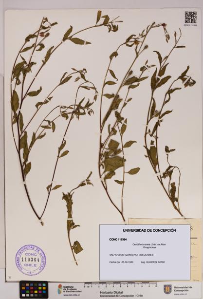 Oenothera rosea [Espécimen: UDEC:CONC:0119364]