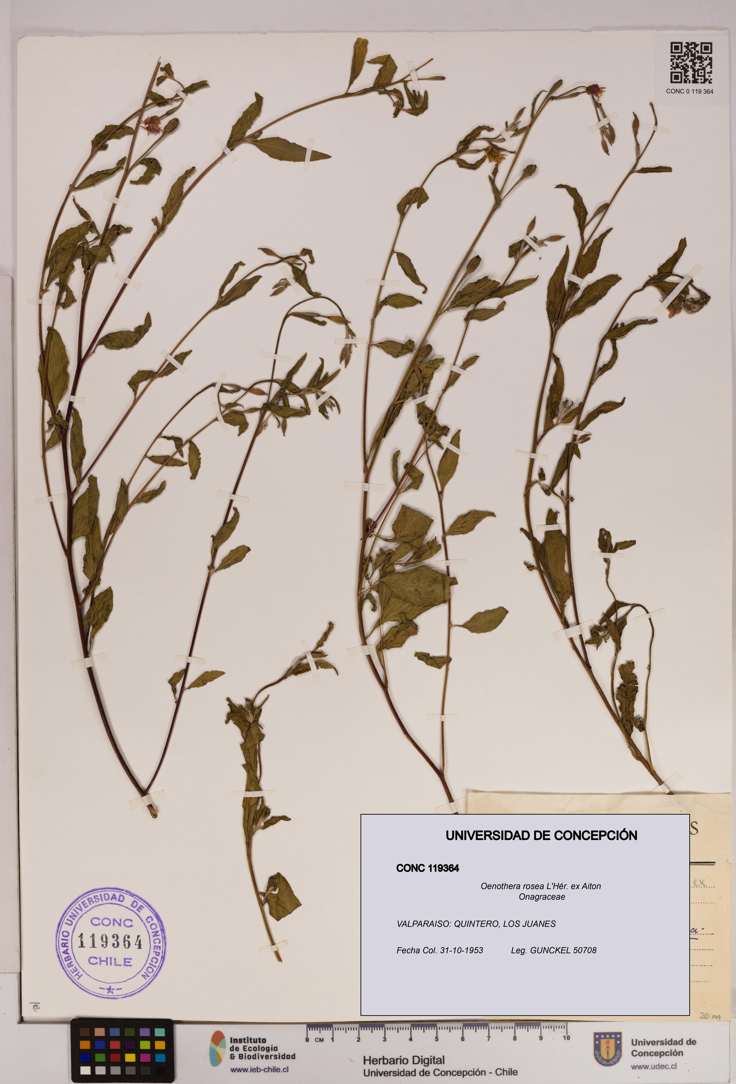 Oenothera rosea [Espécimen: UDEC:CONC:0119364]