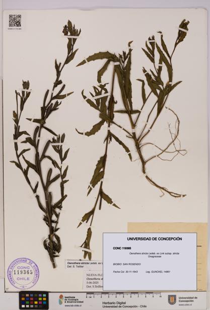 Oenothera stricta subsp. stricta [Espécimen: UDEC:CONC:0119365]