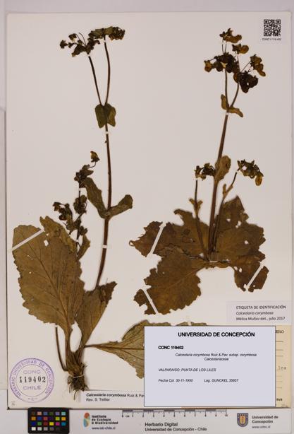 Calceolaria corymbosa [Espécimen: UDEC:CONC:0119402]