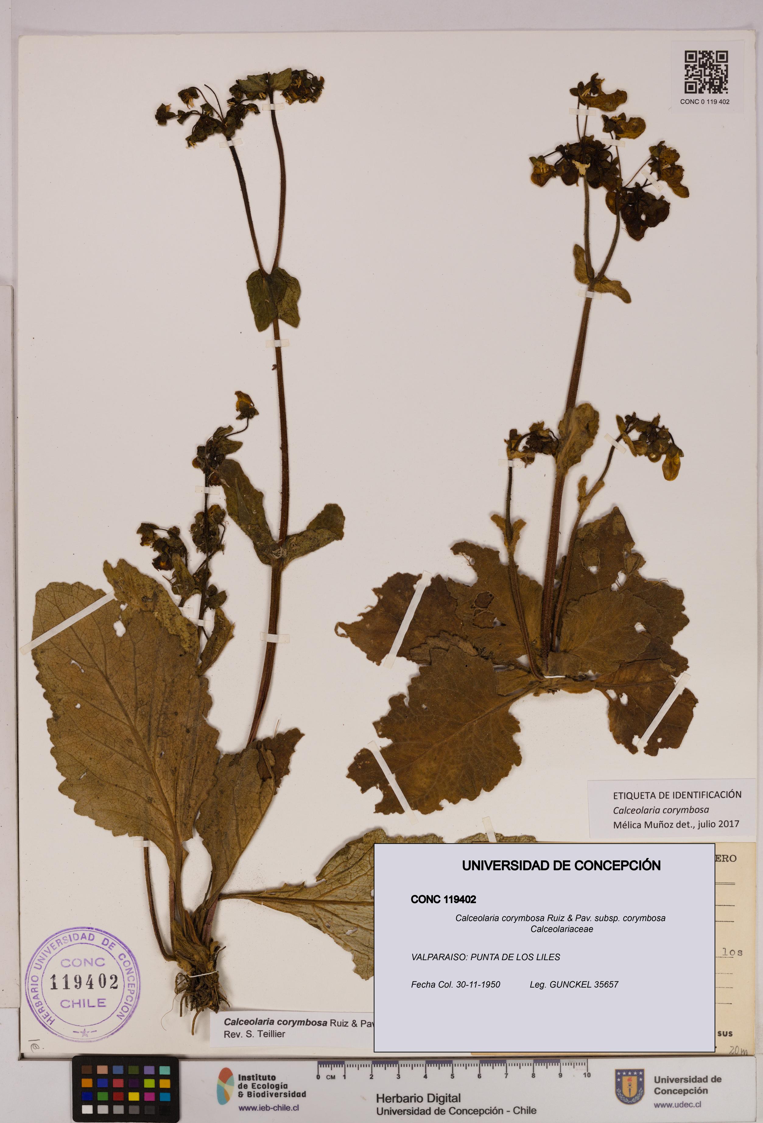 Calceolaria corymbosa [Espécimen: UDEC:CONC:0119402]
