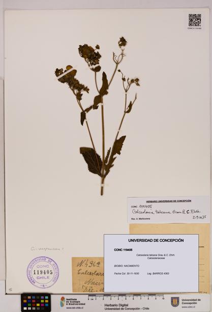 Calceolaria talcana [Espécimen: UDEC:CONC:0119405]