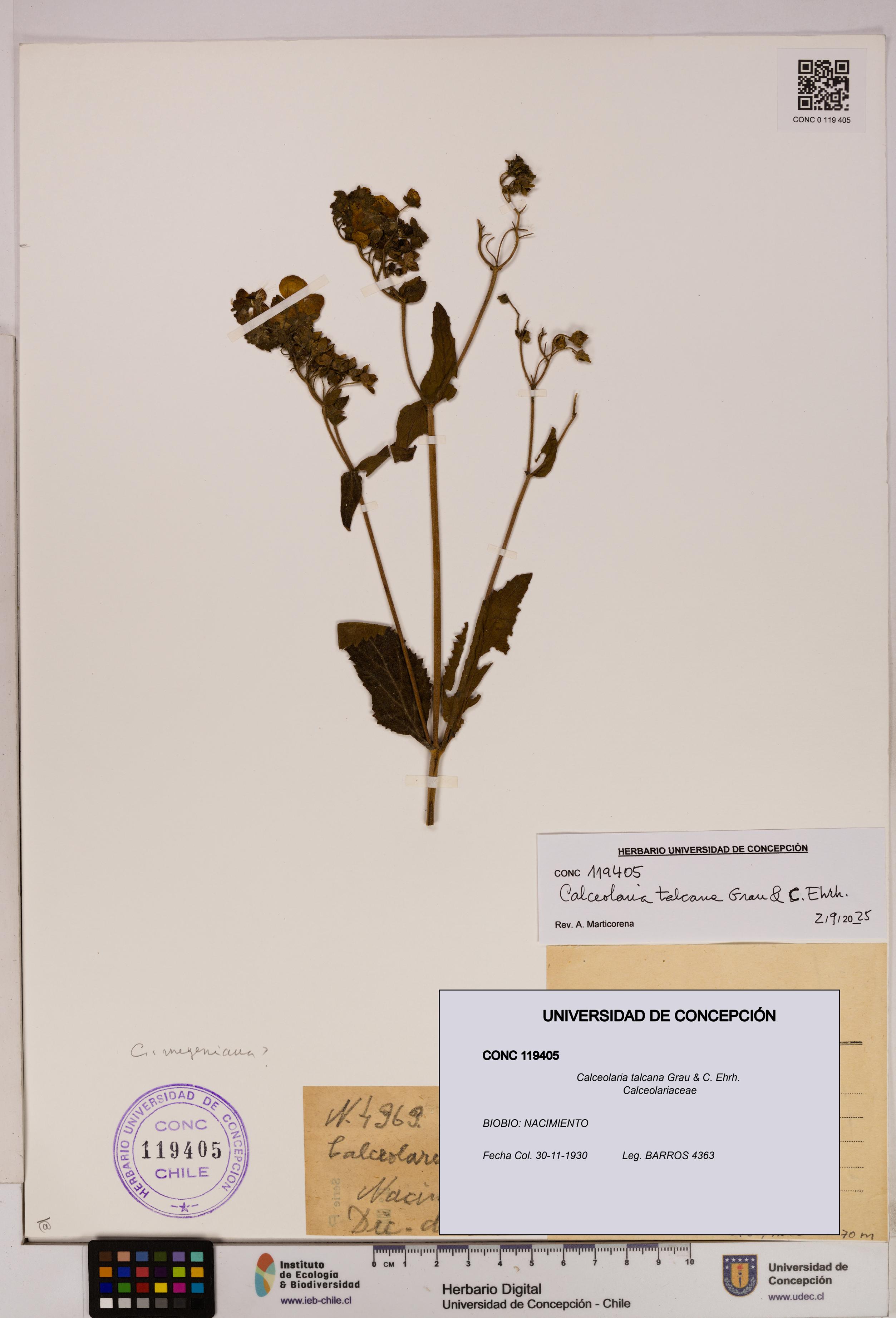 Calceolaria talcana [Espécimen: UDEC:CONC:0119405]